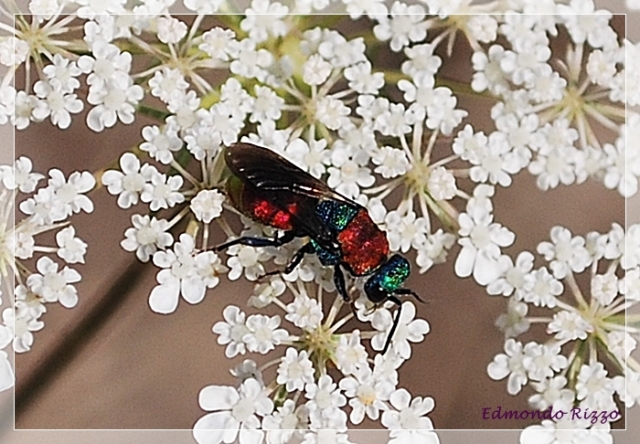 Himenoptera - Chrysididae:  Hedychrum cfr niemelai