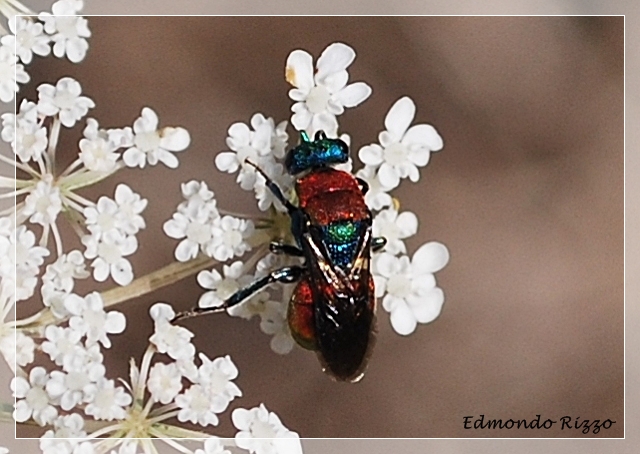 Himenoptera - Chrysididae:  Hedychrum cfr niemelai