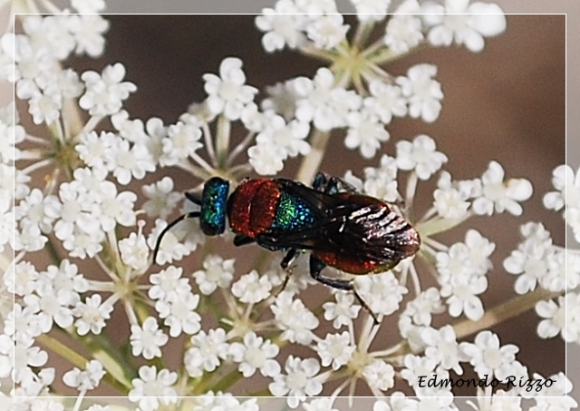 Himenoptera - Chrysididae:  Hedychrum cfr niemelai