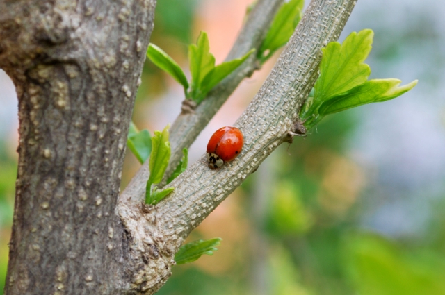 Coccinelle da determinare