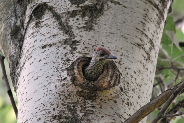Picchio verde in sequenza
