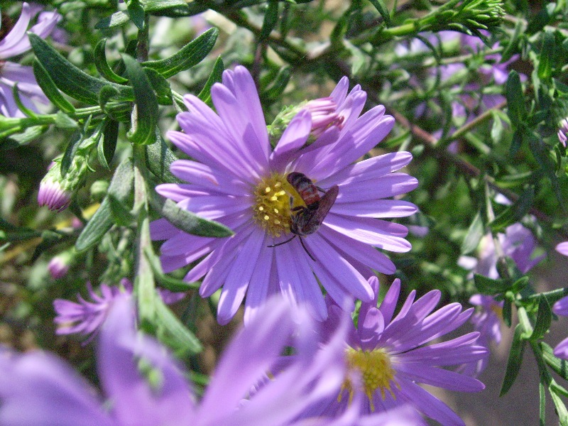 Halictus scabiosae maschio