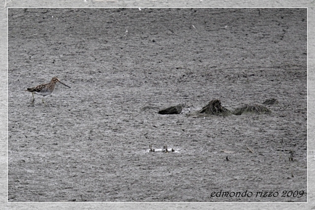 Beccaccino e una domanda