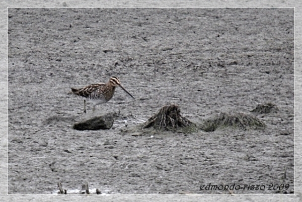 Beccaccino e una domanda