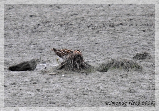 Beccaccino e una domanda