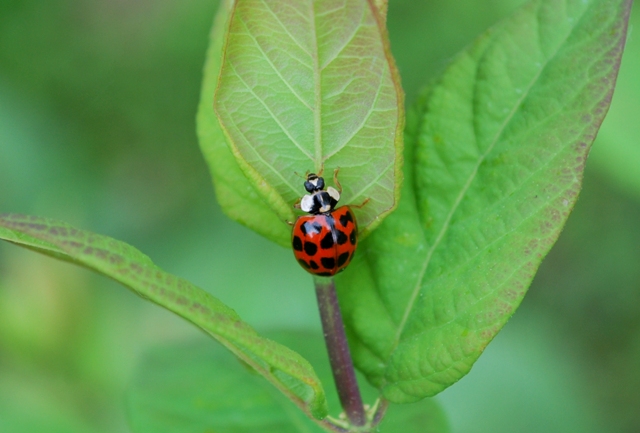 Coccinelle da determinare