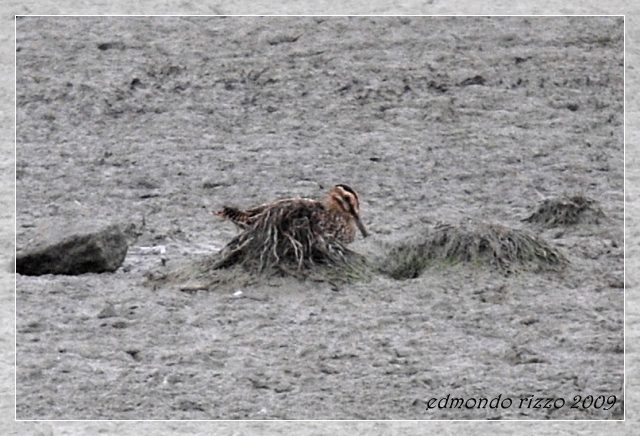 Beccaccino e una domanda