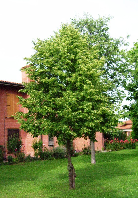 quiz: alberi da identificare