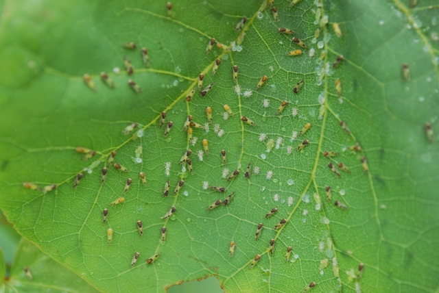 Cacopsylla pulchella (Psyllidae)
