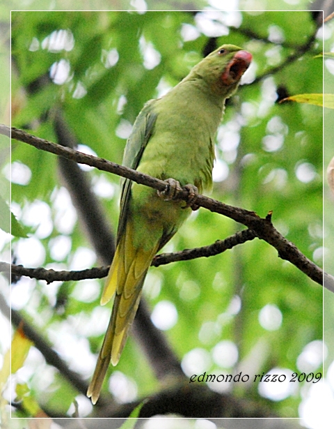 Parrocchetta maritata