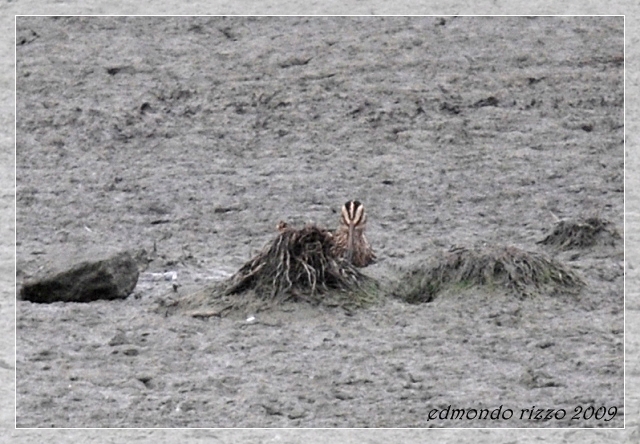 Beccaccino e una domanda