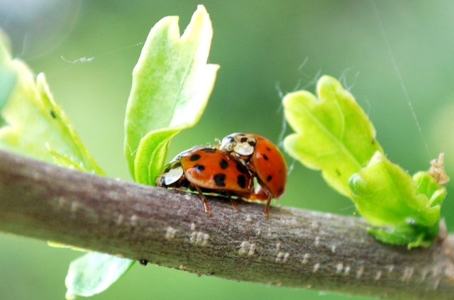 Coccinelle da determinare