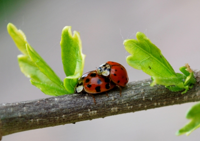 Coccinelle da determinare