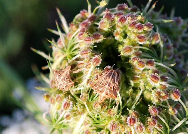 Pentatomidae: Graphosoma & Ancyrosoma