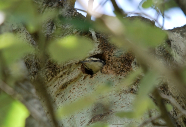 Picchio rosso maggiore