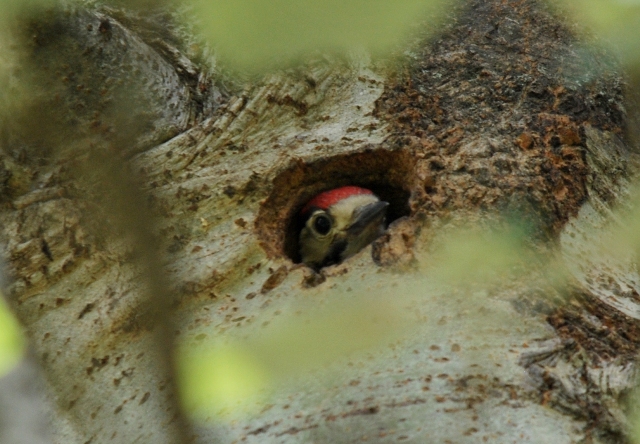 Picchio rosso maggiore
