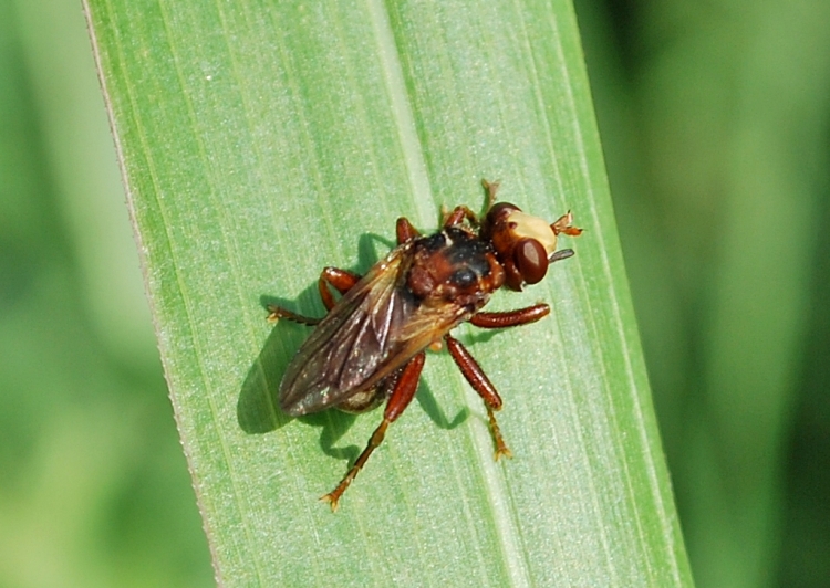 Sicus sp. (Conopidae)