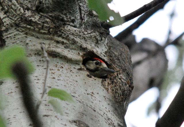 Picchio rosso maggiore