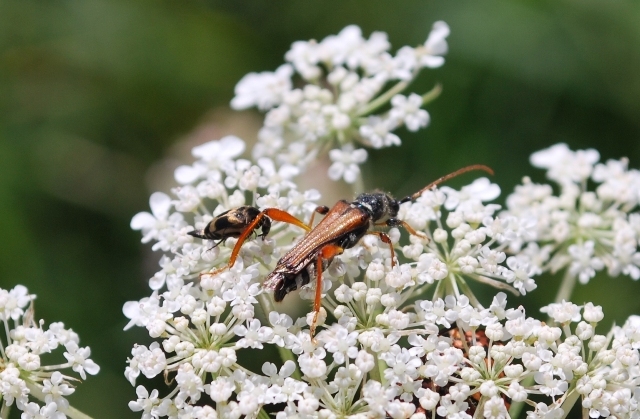 un po'' di foto da determinare:  Stenopterus