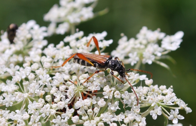 un po'' di foto da determinare:  Stenopterus