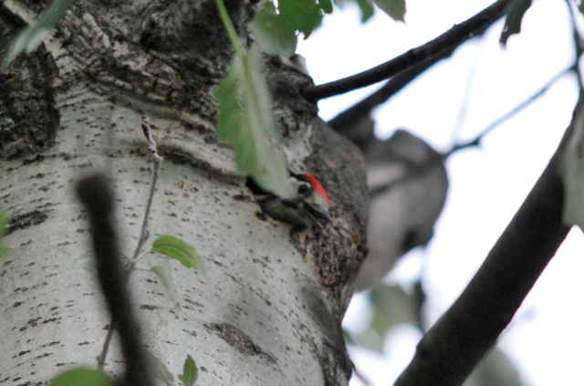 Picchio rosso maggiore