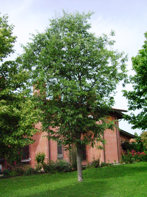 quiz: alberi da identificare