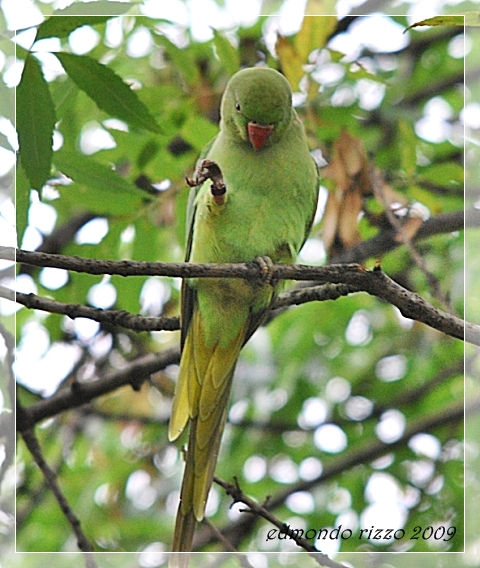 Parrocchetta maritata