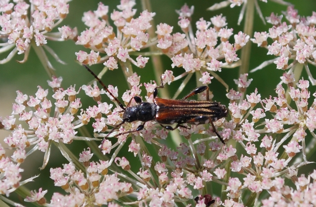 un po'' di foto da determinare:  Stenopterus