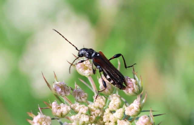 un po'' di foto da determinare:  Stenopterus