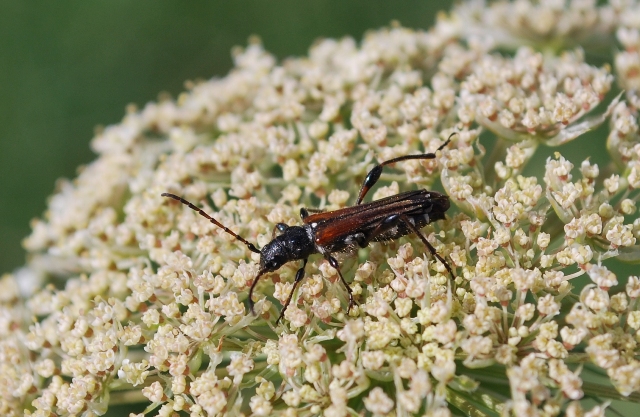 un po'' di foto da determinare:  Stenopterus