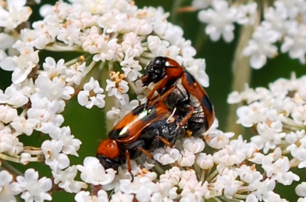 Coleotteri da determinare