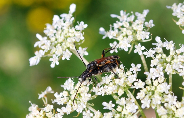 un po'' di foto da determinare:  Stenopterus