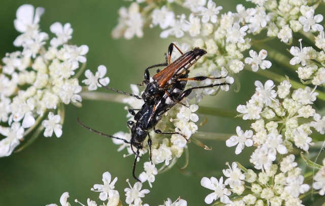 un po'' di foto da determinare:  Stenopterus