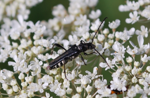 un po'' di foto da determinare:  Stenopterus