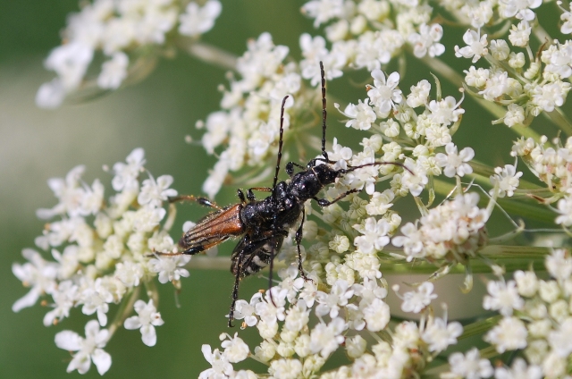 un po'' di foto da determinare:  Stenopterus