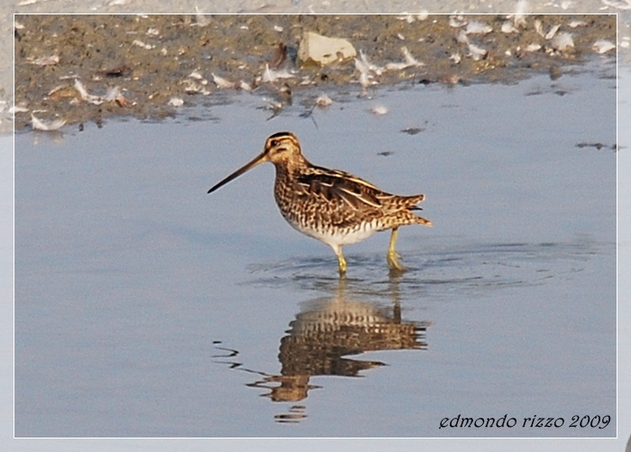 Beccaccino e una domanda