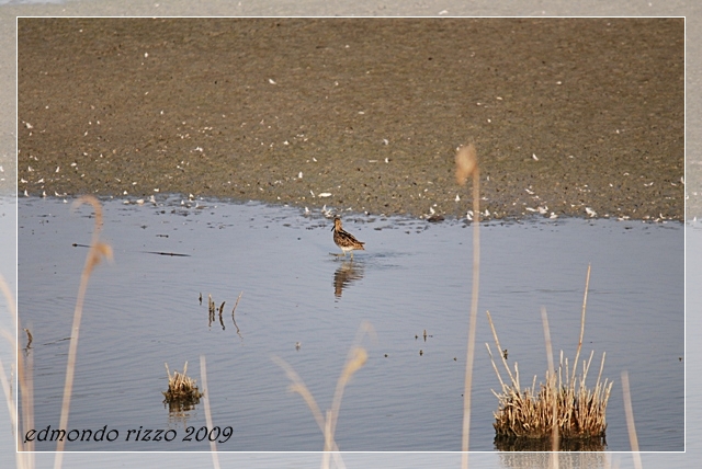 Beccaccino e una domanda