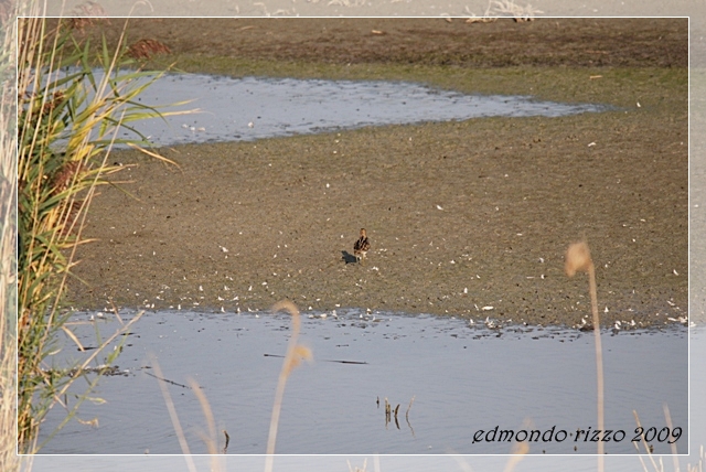 Beccaccino e una domanda