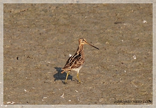 Beccaccino e una domanda