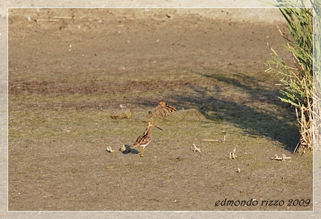 Beccaccino e una domanda