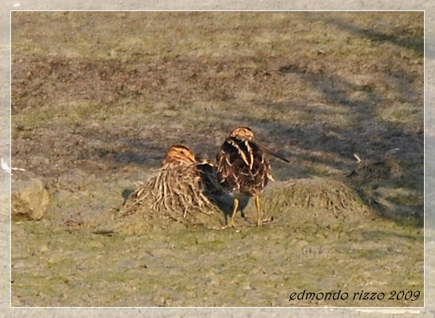 Beccaccino e una domanda