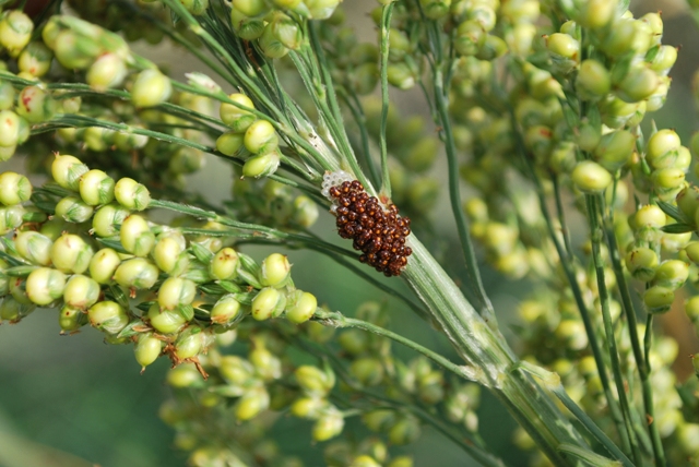 Nezara viridula -neanidi in sequenza