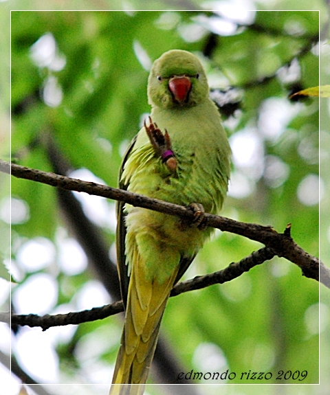 Parrocchetta maritata