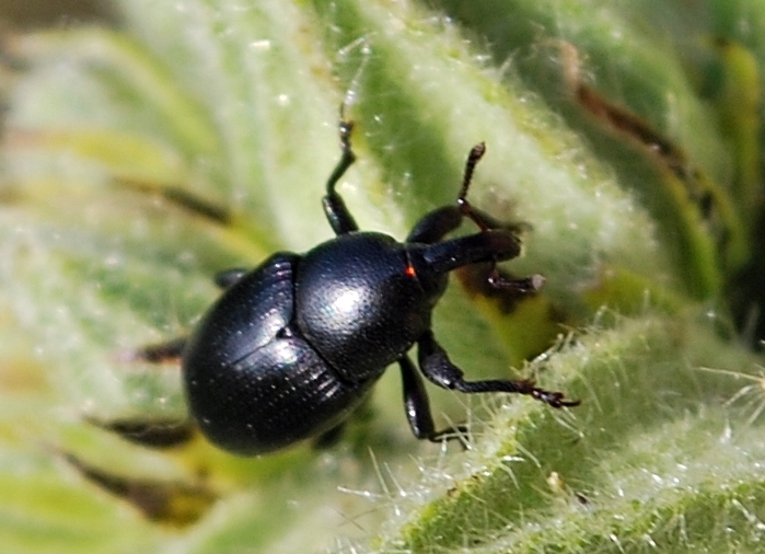 Curculionide da identificare: Malvaevora timida