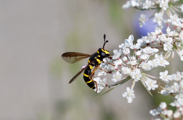 Ceriana vespiformis F (Syrphidae)