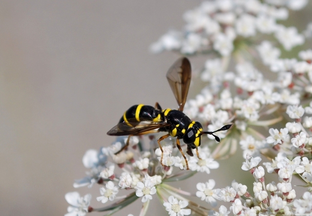 Ceriana vespiformis F (Syrphidae)