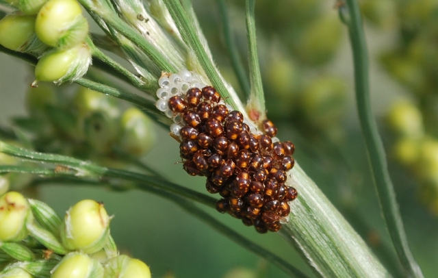 Nezara viridula -neanidi in sequenza