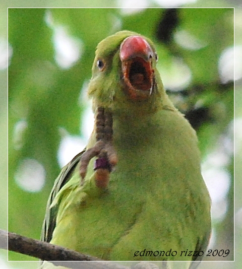 Parrocchetta maritata