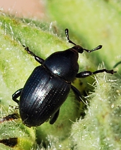 Curculionide da identificare: Malvaevora timida