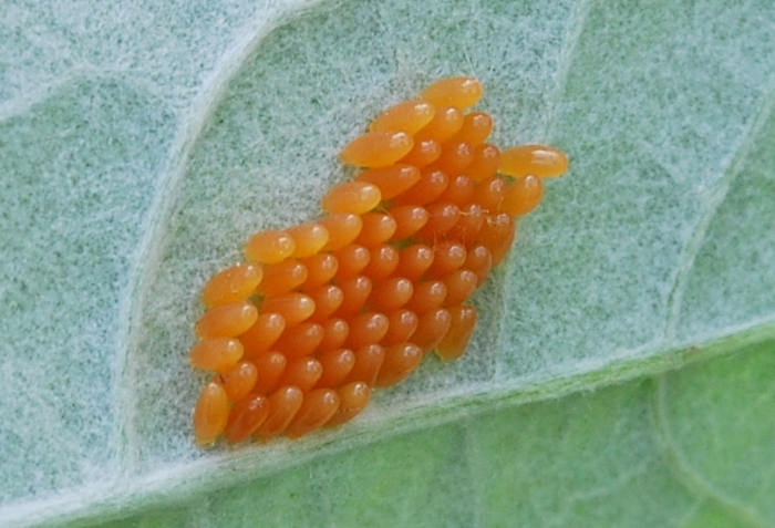 Crisolina lucida e ovature; no: Chrysomela populi